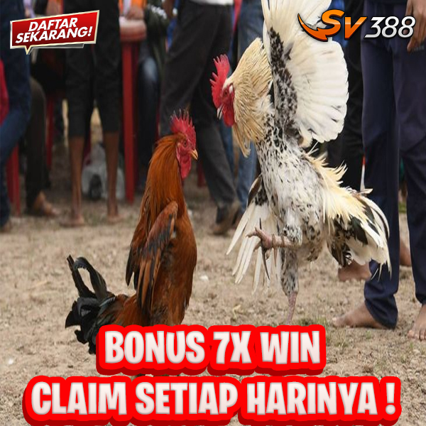 SV388: Link Daftar Judi Sabung Ayam Online Arena Filipina Live 24 Jam Wala Meron - WooCommerce eCommerce